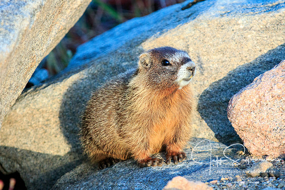 Yellow Bellied Marmot - Mount Evans