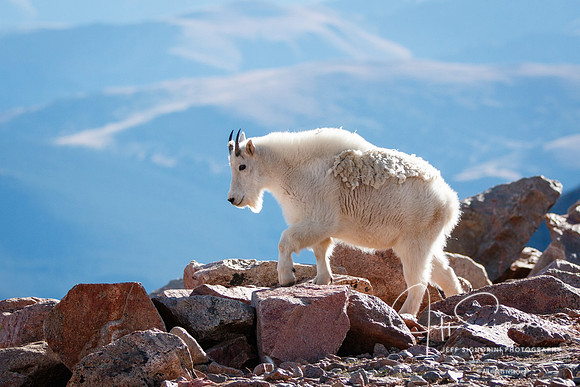 Mountain goat atop Mount Evans, 14,265'