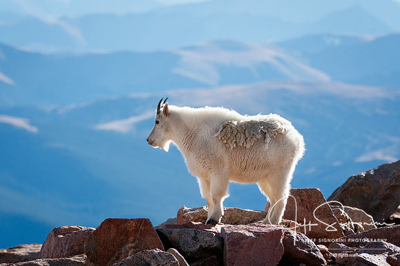 Mountain goat atop Mount Evans, 14,265'