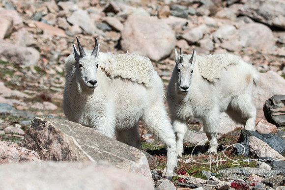 Mountain goats on Mount Evans