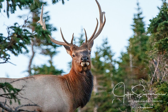 Elk - Rocky Mountain National Park