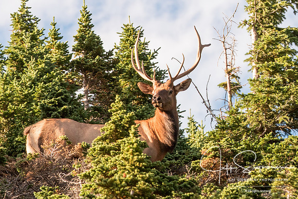Elk near Old Fall River Road, Rocky Mountain National Park