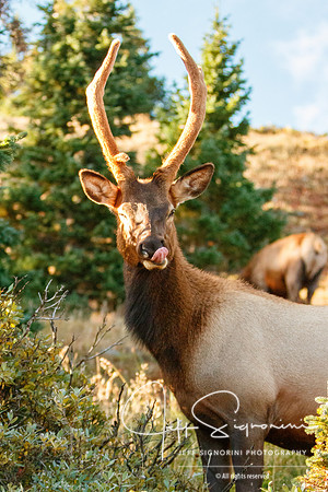 Elk near Old Fall River Road, Rocky Mountain National Park