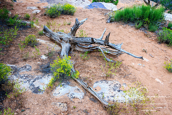 Canyons of the Ancients National Monument