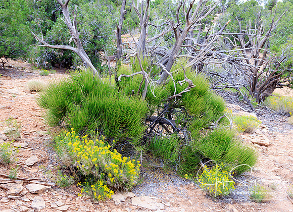 Canyons of the Ancients National Monument