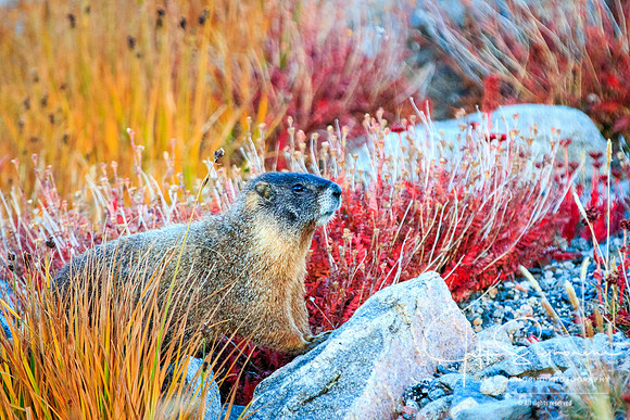 Yellow Bellied Marmot - Mount Evans