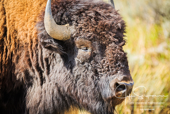Bison, GTNP