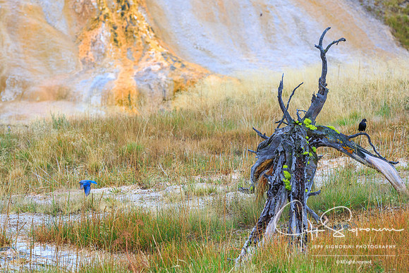 Geyser field, Yellowstone NP