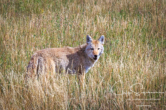 Coyote, GTNP