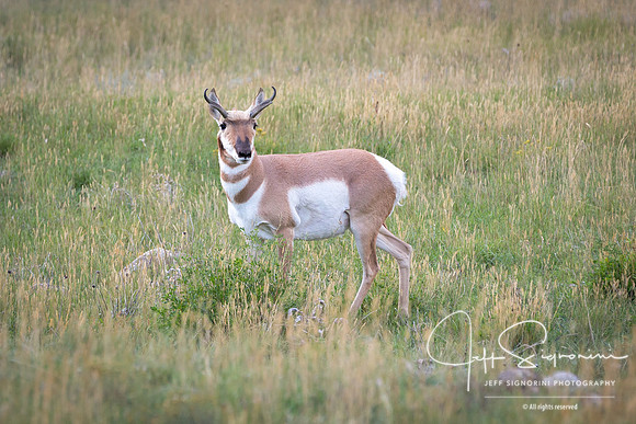 Pronghorn antelope, GTNP