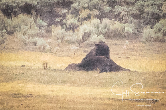 Grizzly on a bison carcass