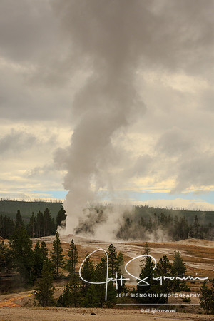 Geyser field, Yellowstone NP
