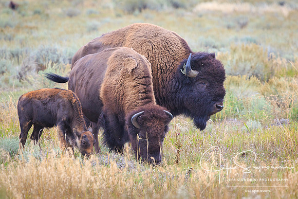 GTNP bison