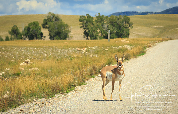 Pronghorn antelope, GTNP