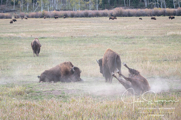 Dust bath for GTNP bison