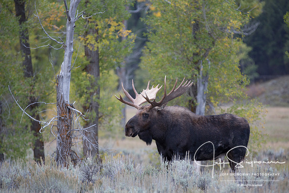 Bull moose, GTNP