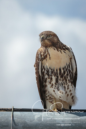 Hawk on farm irrigation pipe