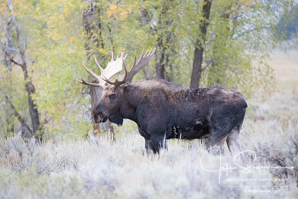 GTNP moose