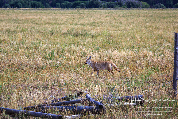 Coyote, GTNP