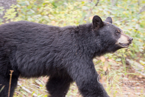 Black bear, Moose Road, GTNP
