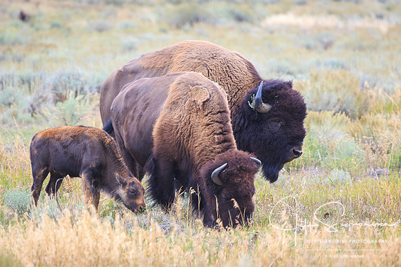 GTNP bison