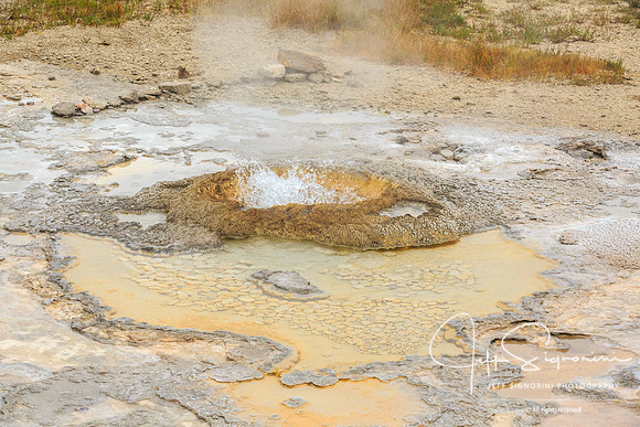 Geyser field, Yellowstone NP