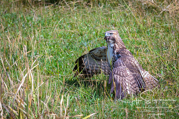 Hawk eating in farm field