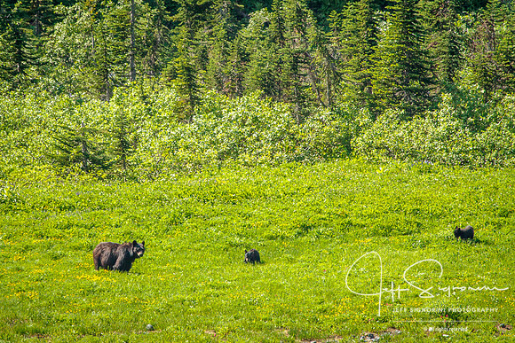 Mother and Twins
