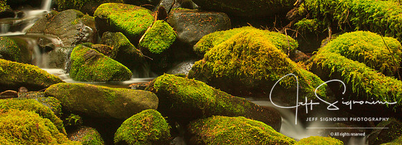 Sol Duc Valley Stream
