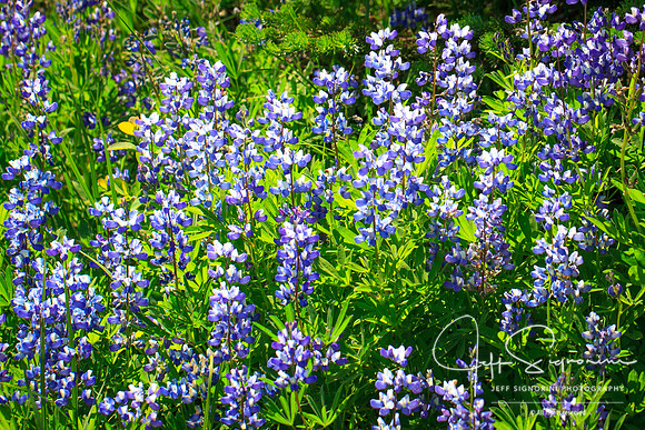 Mount Rainier Wildflowers