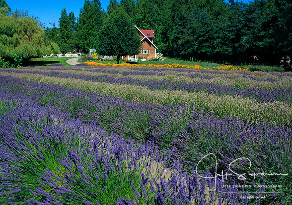 Lavender Farm