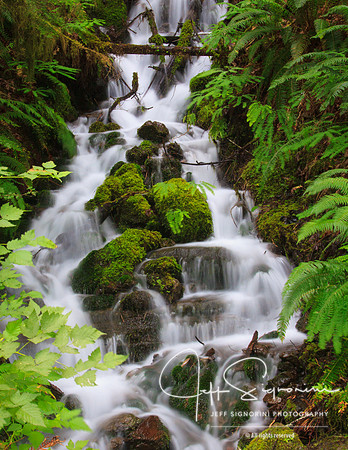Sol Duc Valley Stream