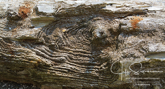 Port Townsend Driftwood