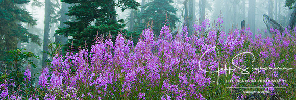 Along Obstruction Point Road near Hurricane Ridge, Olympic National Park