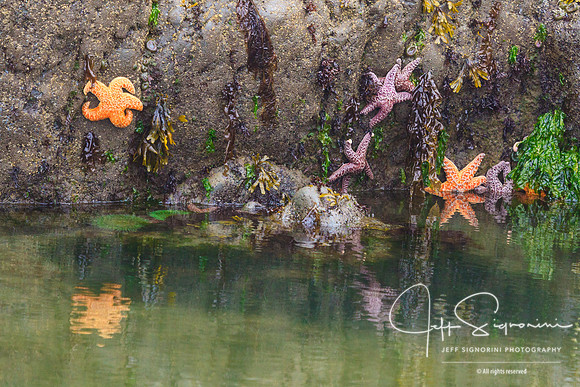 Second Beach Tidal Pool, Olympic National Park. Washington