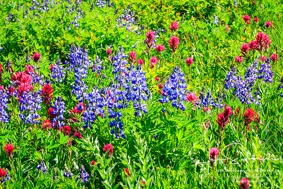 Mount Rainier Wildflowers