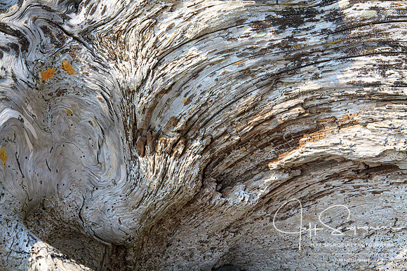 Rialto Beach Driftwood