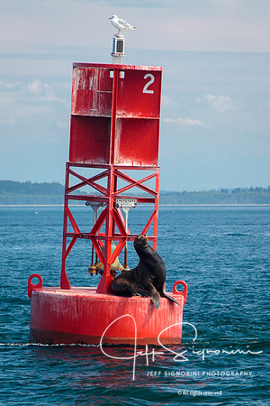 Port Townsend Bell Buoy