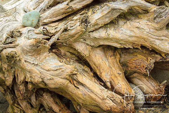 North Beach Driftwood