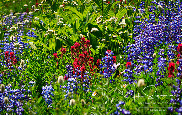 Mount Rainier Wildflowers