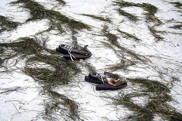 Dinosaur feet (or 3 toed penguin) on Clearwater Beach