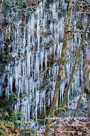 Along Laurel Creek Road, GSMNP