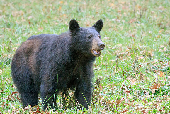 Cade's Cove, GSMNP