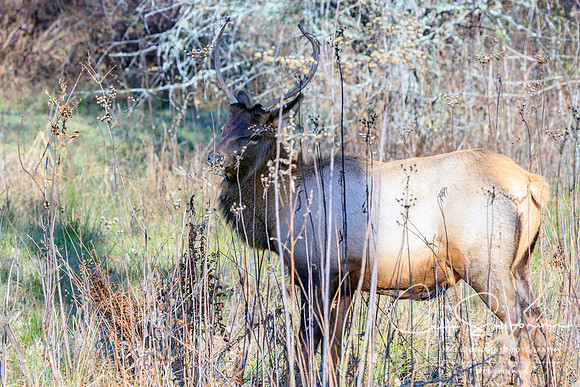 Elk - Cataloochee, GSMNP