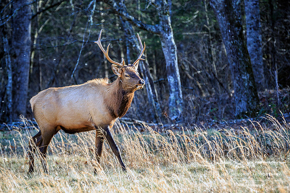 Elk - Cataloochee, GSMNP