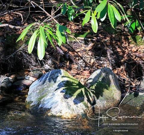 Butterfly on a rock