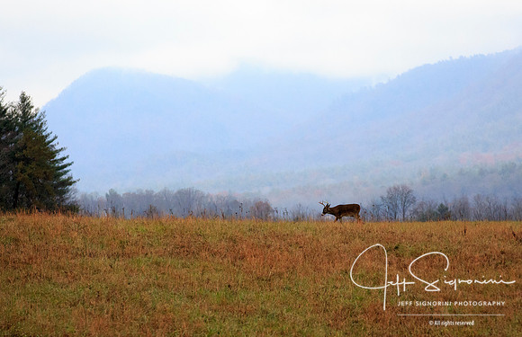 Cade's Cove, GSMNP