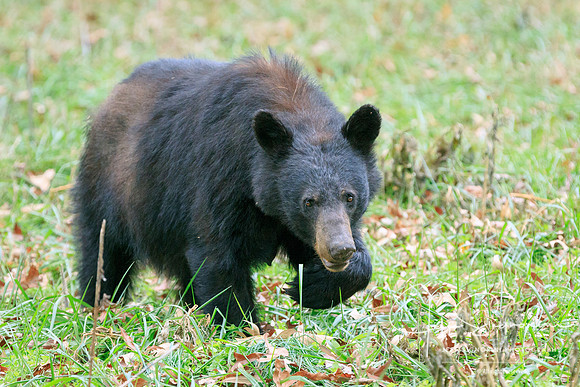 Cade's Cove, GSMNP