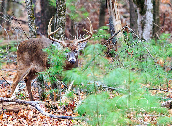 Cade's Cove, GSMNP