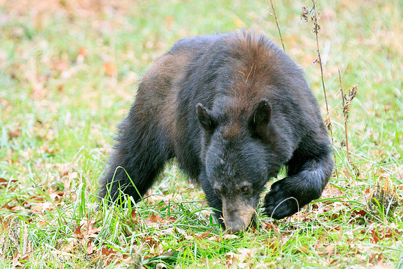 Cade's Cove, GSMNP